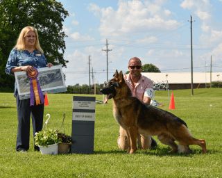 Best of Breed Memorial Day 2018 under Judge Bobbi Kindy