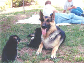 Raven Pups Sit With Rastus