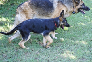 Ziggy with Pal